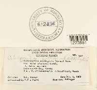 Coleosporium asterum image