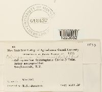 Coleosporium asterum image