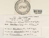 Coleosporium asterum image