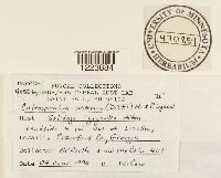 Coleosporium asterum image