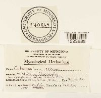 Coleosporium asterum image