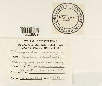 Coleosporium asterum image