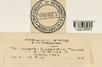 Coleosporium asterum image