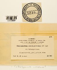 Coleosporium asterum image