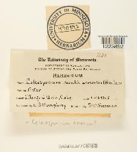 Coleosporium asterum image