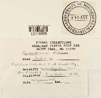 Coleosporium asterum image