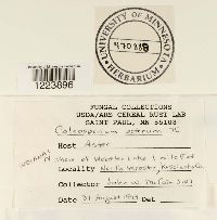 Coleosporium asterum image