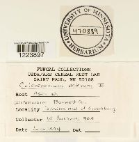 Coleosporium asterum image