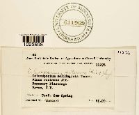 Coleosporium asterum image