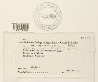 Coleosporium asterum image