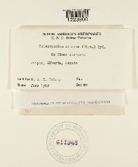 Coleosporium asterum image