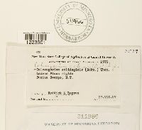 Coleosporium asterum image