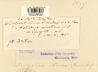 Coleosporium asterum image