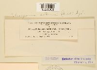 Coleosporium asterum image