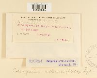 Coleosporium asterum image