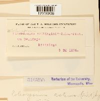 Coleosporium asterum image