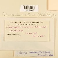 Coleosporium asterum image