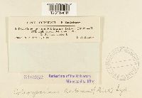 Coleosporium asterum image