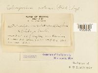 Coleosporium asterum image