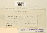 Coleosporium asterum image