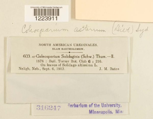 Coleosporium asterum image