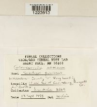 Coleosporium asterum image