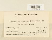 Coleosporium asterum image