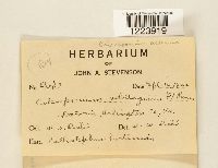 Coleosporium asterum image