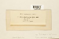 Coleosporium asterum image