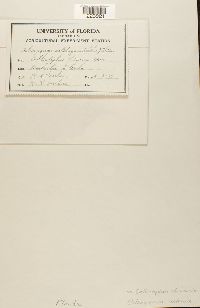 Coleosporium asterum image