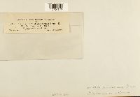 Coleosporium asterum image