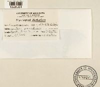 Coleosporium asterum image