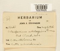 Coleosporium asterum image