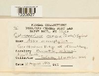 Coleosporium asterum image