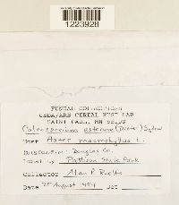 Coleosporium asterum image