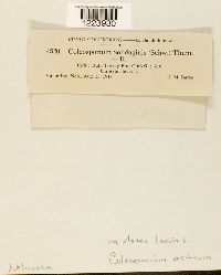 Coleosporium asterum image