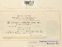 Coleosporium asterum image