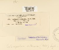 Coleosporium asterum image