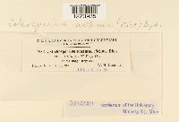 Coleosporium asterum image