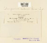 Coleosporium asterum image