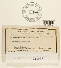 Coleosporium asterum image