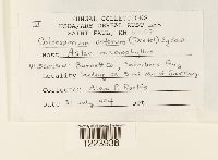 Coleosporium asterum image