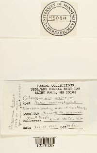 Coleosporium asterum image