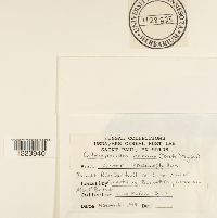 Coleosporium asterum image