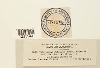 Coleosporium asterum image