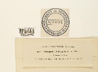 Coleosporium asterum image