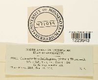 Coleosporium asterum image