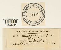 Coleosporium asterum image