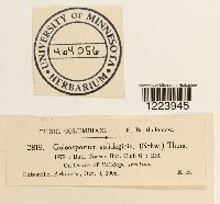 Coleosporium asterum image