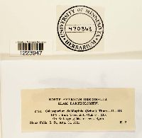 Coleosporium asterum image